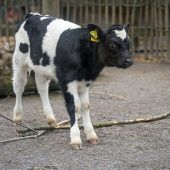 Seltenes Kälbchen