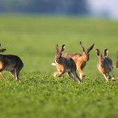 Hasenpest-Alarm im Ried