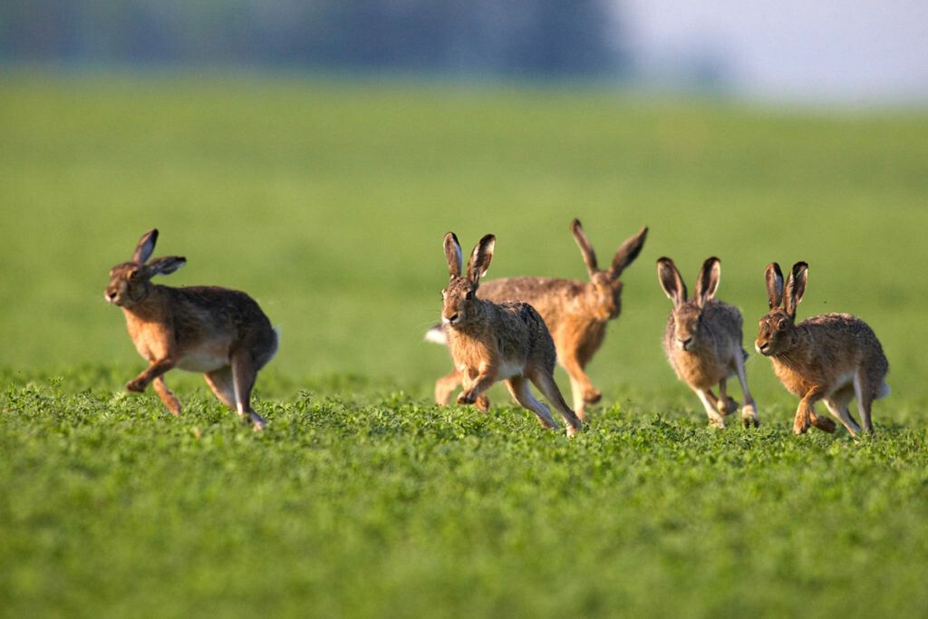 Die Hasenpest endet für Feldhasen oft tödlich. In Vorarlberg sind bisher nur wenige Fälle bekannt. ⇒VN/Stiplovsek
