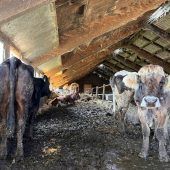 Skandalöse Tierhaltung auf Hof im Oberland zieht ­Konsequenzen nach sich. »A8