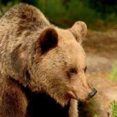 Zwei Jäger von Bärin verfolgt