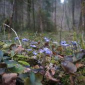 Natur in Bildern