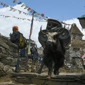 Transportprobleme am Mount Everest