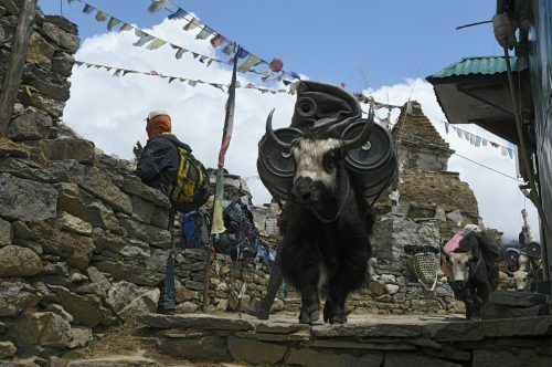 Für Transporte werden auf das Lastentragen trainierte Yaks eingesetzt.  afp