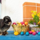 Der echte Osterhase hat es nicht leicht