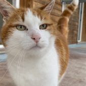Hesters möchte gern im Freien toben
