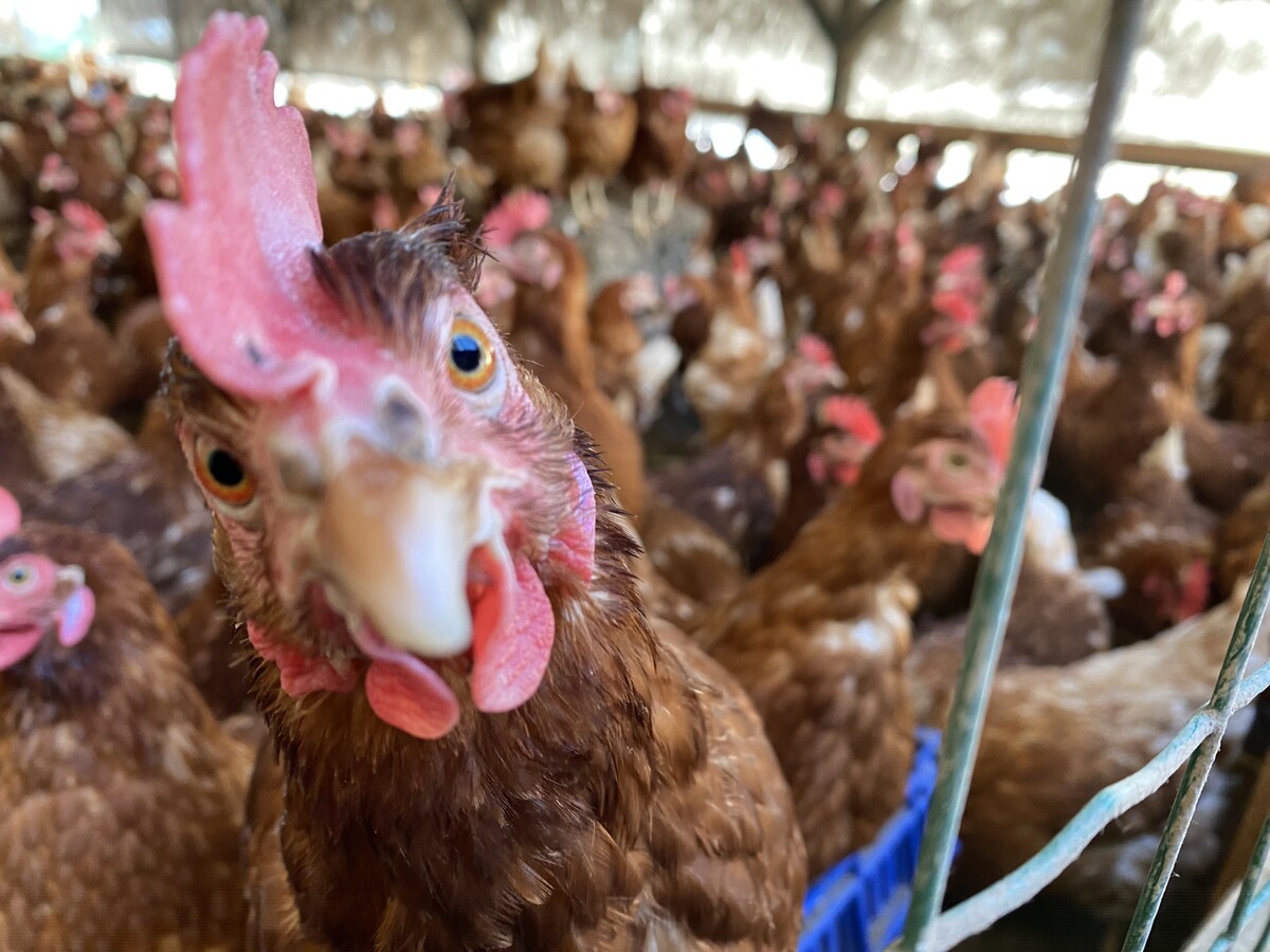 Die Forschenden haben eine Membran entwickelt, die aus dem Protein Keratin der Hühnerfedern besteht. Hühnerfedern bestehen zu 90 Prozent daraus. Vn/rauch