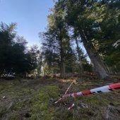 Bären-Ansiedlung in den Alpen außer Kontrolle