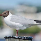 Vogelgrippe-Ausbruch: 180 tote Möwen am See