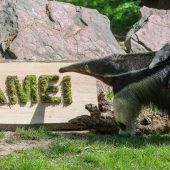 Kleine Ameisenbärin heißt Amei