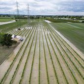Riesige Schäden für die Landwirtschaft