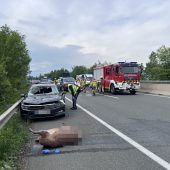Verirrter Hirsch krachte auf Autobahn gegen Fahrzeug
