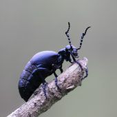 Taktisch und potenziell tödlich: ­Schwarzblauer Ölkäfer in Vorarlberg