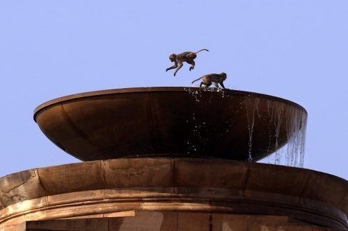Die Hitzewelle in Teilen Indiens dauert an. Zwei Affen kühlen sich im Brunnen des Präsidentenpalastes in Neu-Delhi ab. AP