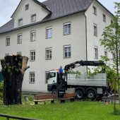 160 Jahre alte Linde wurde gefällt