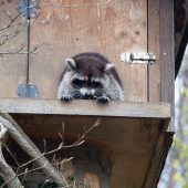 Wildpark-Shuttle ein voller Erfolg