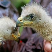 Ach du lieber Vogel!