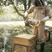 Königliche Bienenzucht