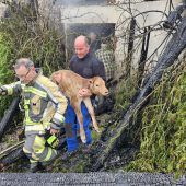 Drei Tage altes Kälblein überlebte Großbrand von Stallgebäude in Sulzberg-Thal. »A8