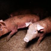Schweinerei in Bildstein: Verein gegen Tierfabriken hat Hofbetreiber angezeigt. »A2