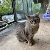 Mischling Boggi sucht Spielpartner