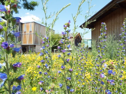 Heute, Donnerstag, den 1. Juni, um 19 Uhr findet der aktuelle Vortrag „Über Nacht zum naturnahen Garten“ von Katrin Löning im Pfarrheim Satteins statt. Katrin löning