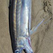Gespenstisch aussehende Fische vor Oregon entdeckt