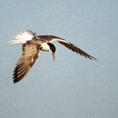 Vogelgrippe breitet sich am Bodensee aus