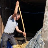 Schweine-Elend auf ­Bildsteiner Hof