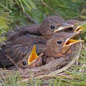 Es gibt immer weniger Vogelbabys wegen des Klimawandels