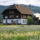 Wildblumen sind für die Insektenvielfalt wichtig