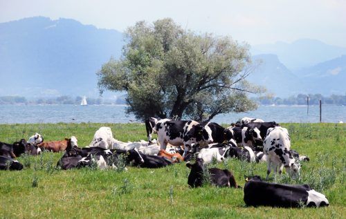 Alpenbauern sorgen sich um ihre Herden wegen Bären und Wölfen. Ein bedeutender Präventivschritt: Renovierter Rheinholzstadel bietet Schutz für die Rinderherden.  AJK