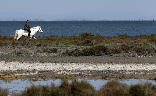 Am Meer entlang galoppierende Pferde. Die Camargue ist bei Naturfreunden ein geschätzter Urlaubsort. Doch der Klimawandel hinterlässt Spuren. Reuters