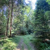 Großer Friedwald für die Ruhe der Toten
