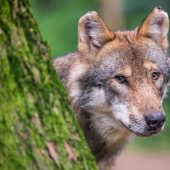 Weniger Nutztierrisse in Österreich