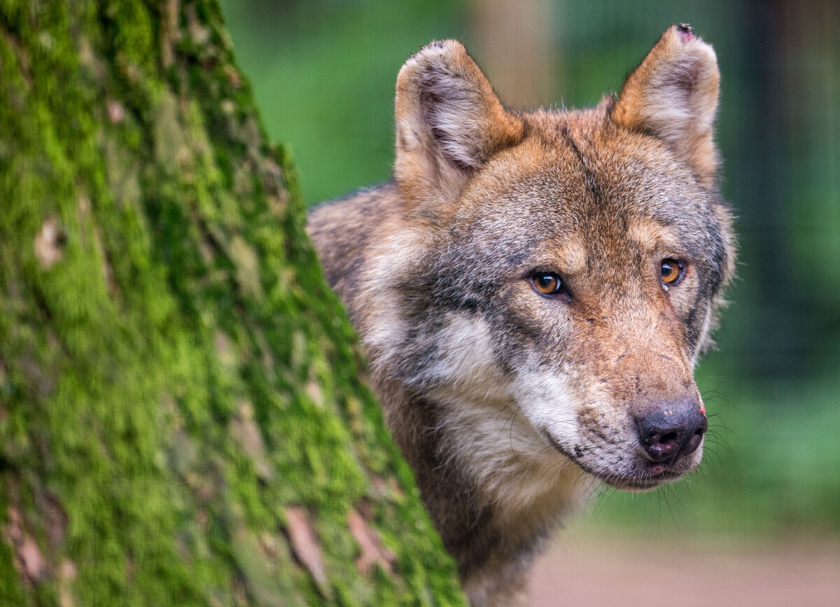 Österreichweit gingen die Risse von Nutztieren durch Wölfe zurück.APA