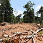 Tropischer Urwald von Fläche der Schweiz im Jahr 2022 zerstört