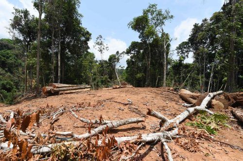 Besonders stark sei weiterhin u.a. der tropische Wald in Brasilien betroffen. afp
