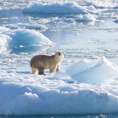 Arktis könnte schon in zehn Jahren im Sommer eisfrei sein