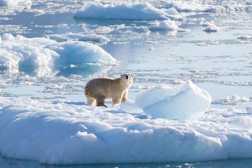 Das Eis in der Arktis wird auch für deren Bewohner immer dünner.  Reuters
