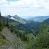 25 Jungkühe stürzten im Dornbirner Alpgebiet ­Unterfluh in den Tod. »A3