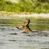 Feldkirch: Hirsch in der Ill abgetrieben und ertrunken