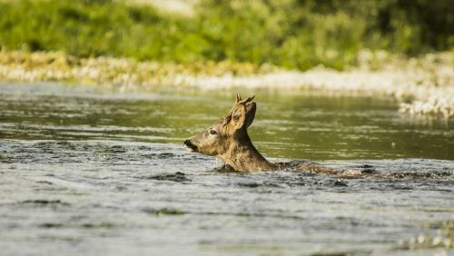 Der Hirsch konnte sich aus eigenen Kräften nicht mehr ans Flussufer retten.  symbol/adobestock