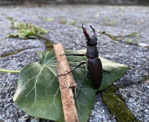 Der Hirschkäfer ist selten geworden, kommt in Hohenems aber noch vor. Stadt