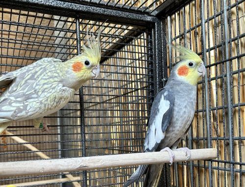 Die frechen Nymphensittiche Fred und Wilma.