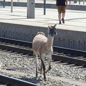Ausgebüxte Lamas auf der Bahnstrecke