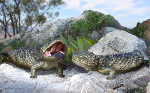 Die Schuppenechse mit dem breiten Schädel war 2,4 Kilogramm schwer. Flinders University