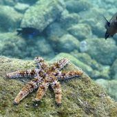 Hunderte tote Seesterne in der Bretagne geben Rästel auf
