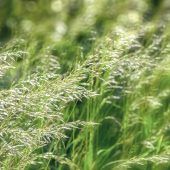 Neue Anlaufstelle für Pollenallergiker