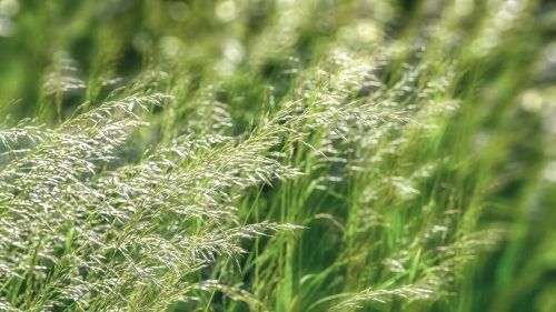 Dieses Jahr blühen fast alle Gräserarten gleichzeitig. Für Allergiker nicht angenehm.